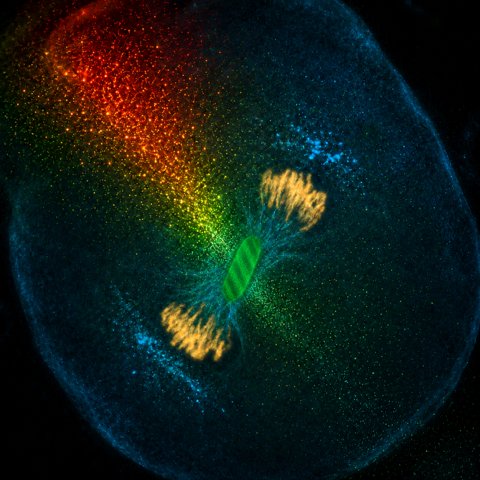 Research image
