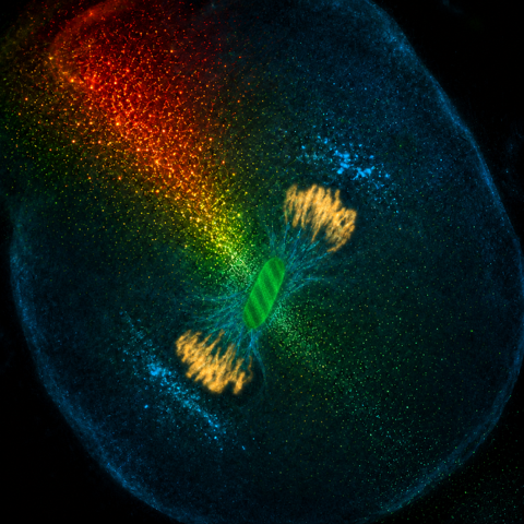 Research image
